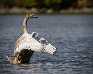 goose on the water © Filip