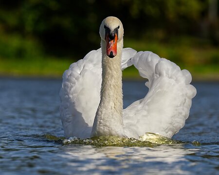 mute swan cygnus olor