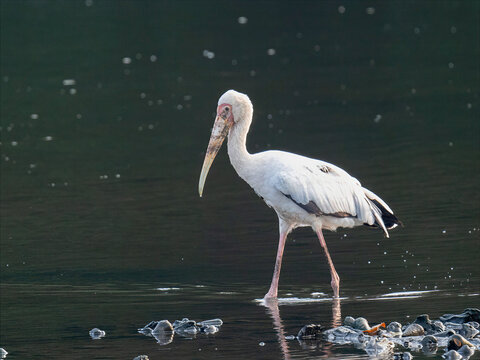 Asian Openbill Stork Wading in Wetland at Sungei Buloh Singapore