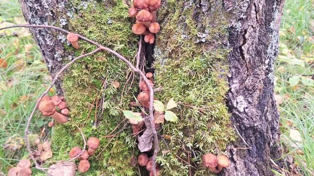 Cluster of brown mushrooms growing on a moss-covered tree trunk in a forest, surrounded by green grass and fallen leaves, showcasing natural woodland habitat