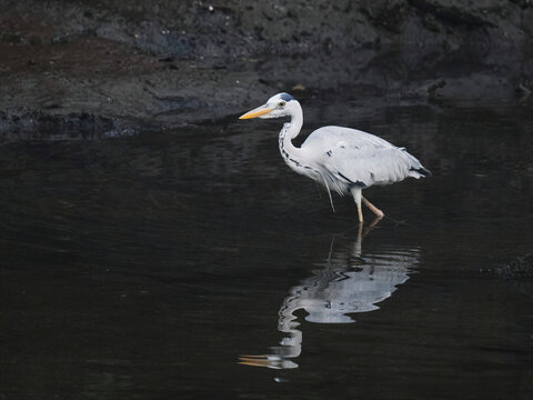 Grey heron wading in shallow water at Sungei Buloh Wetland Reserve Singapore