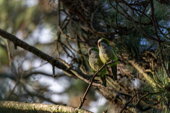 Two green parrots perch close on a tree branch. They gaze at each other, showing quiet affection. Sunlight filters through pine needles softly. Their feathers show subtle brown and green hues