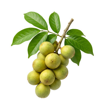 A cluster of green star apples with leaves is displayed on transparent background