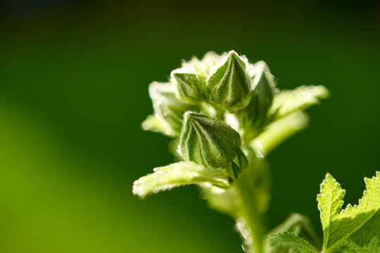 Close up of a hollyhock bud