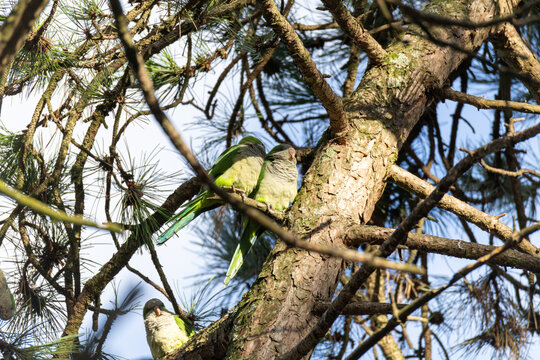 Two green parrots perch on a pine tree branch. Sunlight filters through pine needles above. One bird looks downward, the other gazes sideways. Natural forest setting feels calm and peaceful