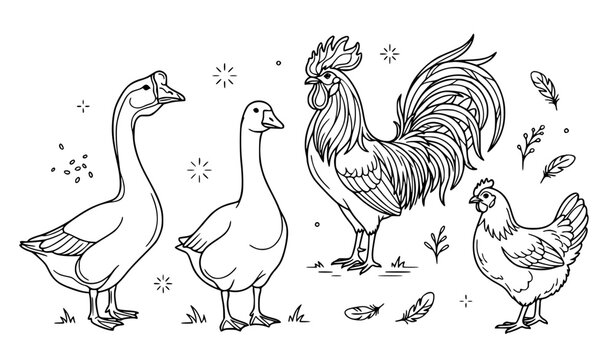 Farm Birds and Poultry Line Art Icons Set, Rooster, Hen, Goose and Gander Illustrations, Countryside Livestock Vector Pack