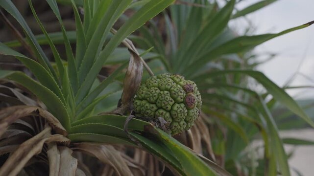 奄美の海岸に実るアダンの未熟果