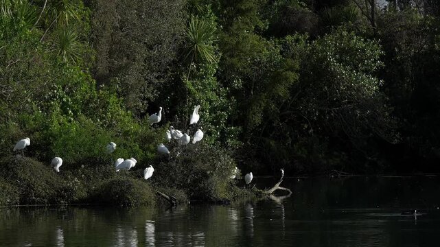A group of elegant white spoonbills congregates on a vegetated bank beside a calm body of water, showcasing a peaceful natural scene