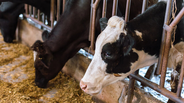 Close Up Of Black And White Dairy Cow Head Feeding In Metal Stall