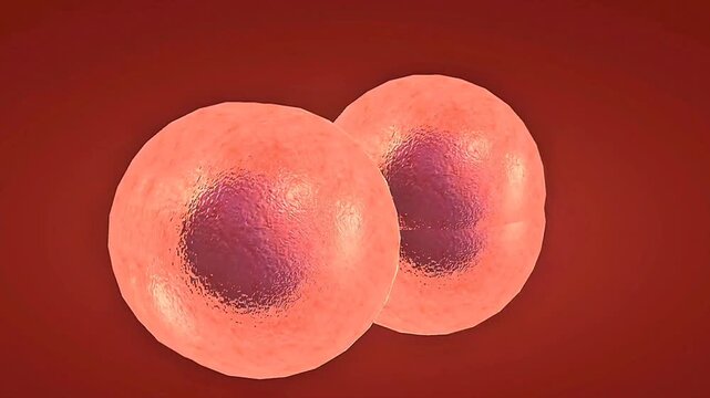 Medical illustration of zygote development through cleavage, morula, blastocyst, and implantation.