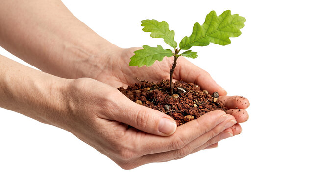 Young oak tree seedling held in cupped hands, small green plant growing in fertile soil, concept of environmental conservation and sustainability isolated PNG with Transparent Background