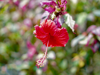 A close-up photograph of a vibrant red Hibiscus flower blooming gracefully, showcasing its delicate petals and prominent stamen against a blurred natural background. © Imageswin
