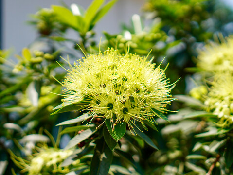 A close-up photograph of a vibrant yellow Golden Penda flower cluster, also known as Xanthostemon chrysanthus, blooming with long delicate stamens.