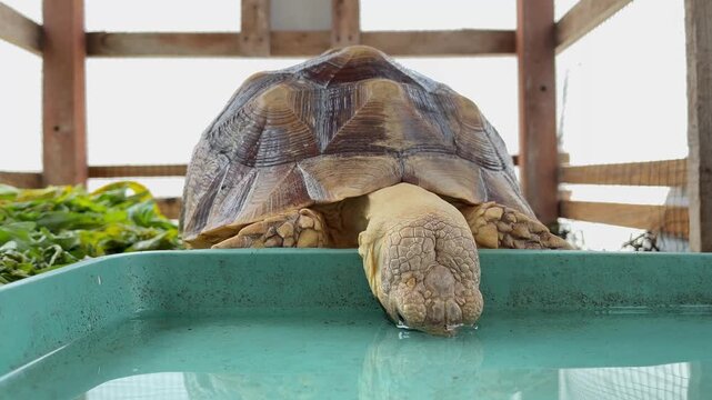 A sulcata tortoise (Centrochelys sulcata) drinking water in a small pond