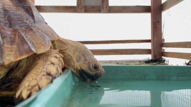 A sulcata tortoise (Centrochelys sulcata) drinking water in a small pond