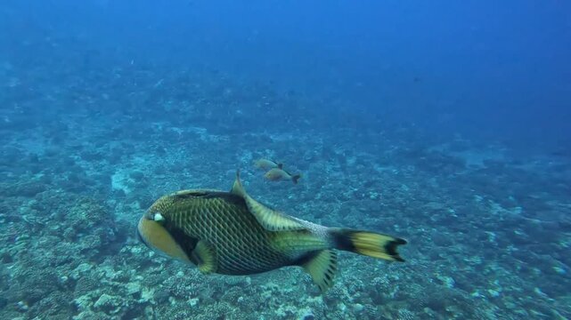 Extreme closeup scuba diving with big Titan triggerfish Balistoides viridescens in coral reef environment in tropical ocean waters Moorea French Polynesia