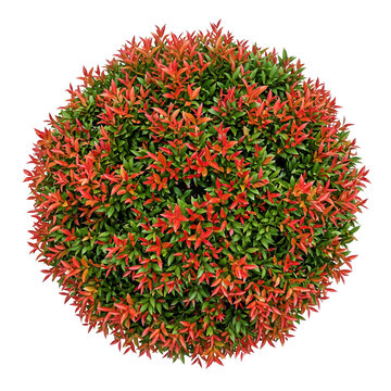 Ixora shrub top view isolated on white background with dense green canopy and vibrant flower clusters, ideal for landscape architecture, site plans, and masterplan projects.