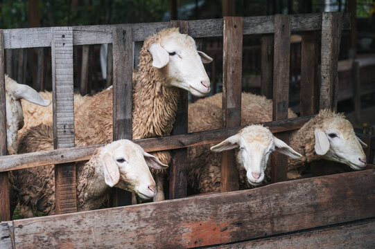 A herd of domestic wool sheep grazing on straw in a pen on a farm. The number of sheep on agricultural land
