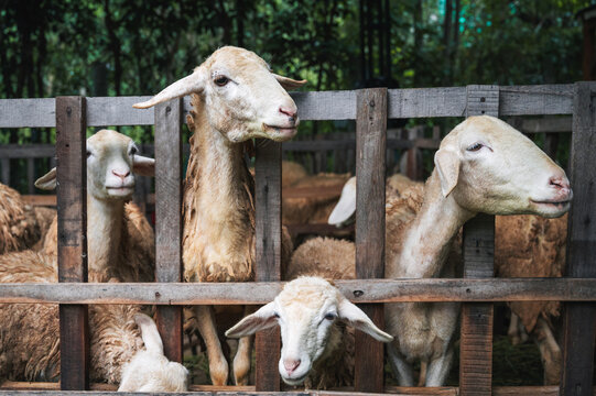 A group of sheep on a farm outside the gate. An ecological review of a commercial sheep farm.