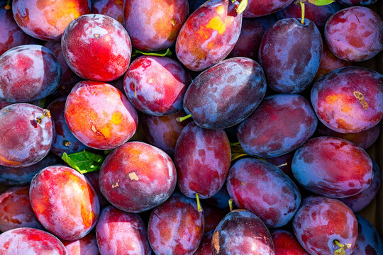 Top-down macro shot of ripe, fresh plums with deep purple, blue, and reddish skin covered in a natural waxy bloom filling the frame in bright sunlight.   