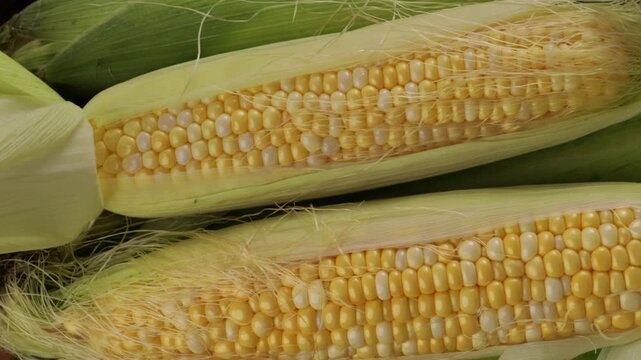 rotation of two fresh corn cobs background harvest concept food