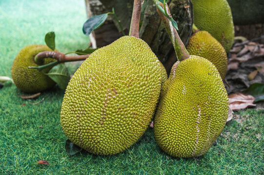 Jackfruit in the south of Vietnam. A tree in the family of figs, mulberries and breadfruit.