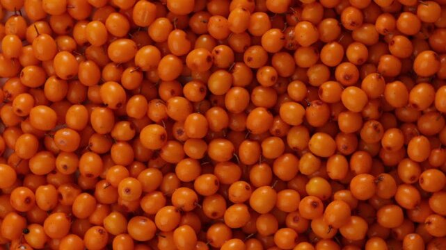 fresh sea buckthorn berries harvest top view rotation background