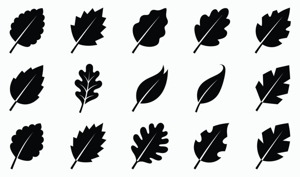A detailed black and white leaf silhouette vector illustration set featuring various natural foliage shapes for design