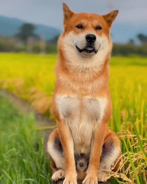 golden retriever dog