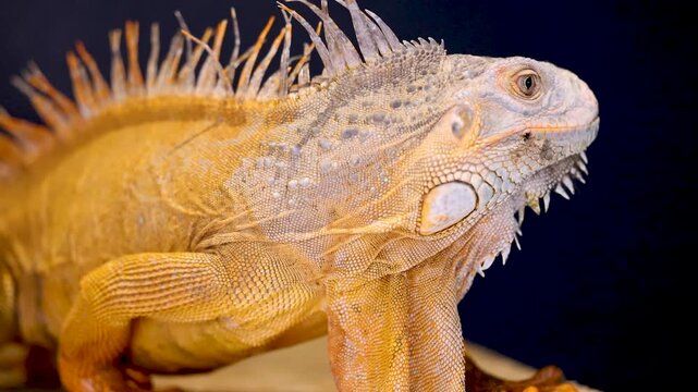 Beautiful orange iguana lizard looking around in studio setting with black background showing exotic scales and spines.