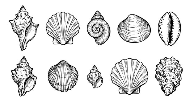 Hand Drawn Sea Shell Chalk Line Art Vector Collection