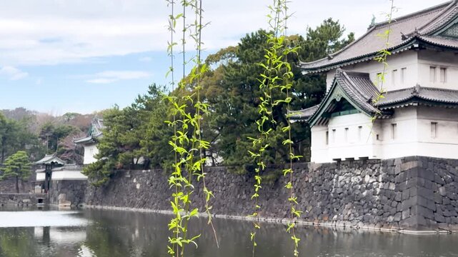 Tranquil view of Japanese castle moat with weeping willow branches in foreground and traditional architecture.