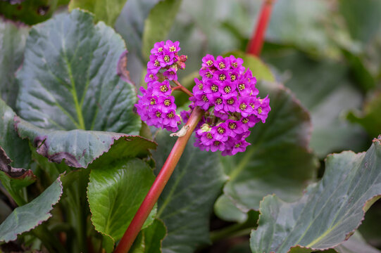 Bergenia crassifolia heartleaf elefant ears flowers in bloom, bright pink purple flowering springtime plant
