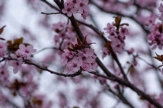 Canadian black plum Prunus nigra light pink flowers in bloom, beautiful flowering ornamental shrub with brown red leaves