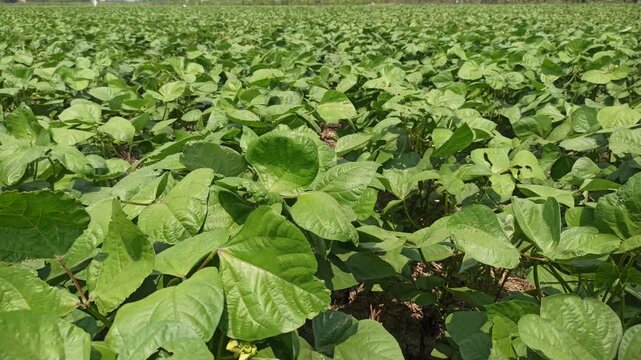 Extremely lush mung bean crop growing densely across fertile farmland, featuring healthy green plants and vigorous growth that showcases productive tropical agriculture.