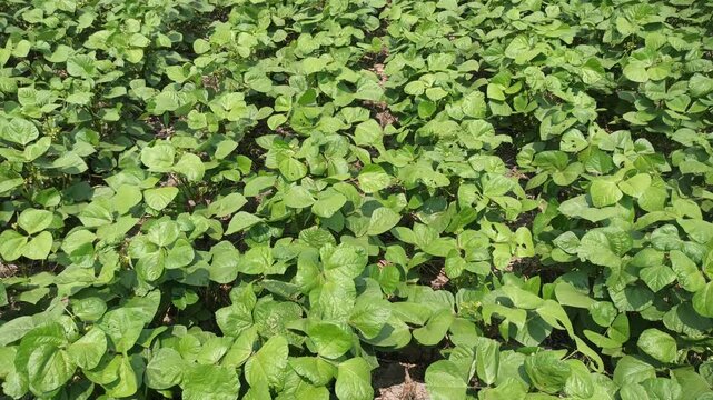 Extremely lush mung bean crop growing densely across fertile farmland, featuring healthy green plants and vigorous growth that showcases productive tropical agriculture.