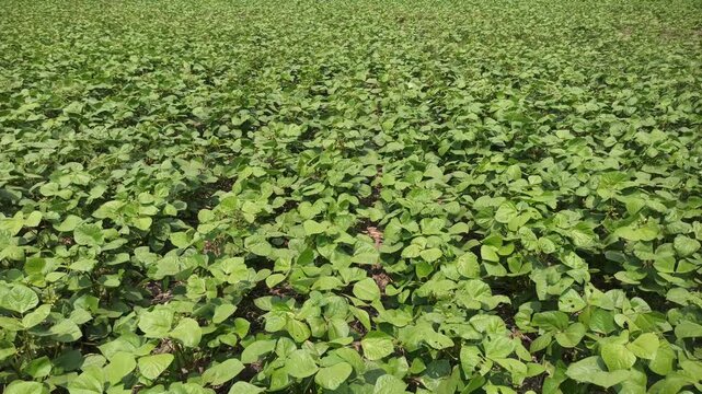 Extremely lush mung bean crop growing densely across fertile farmland, featuring healthy green plants and vigorous growth that showcases productive tropical agriculture.