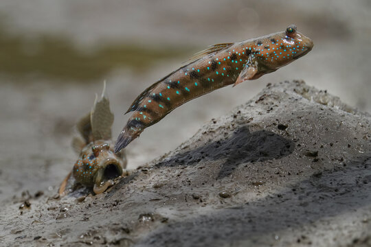 Two Mudskippers in Aggressive Chase on a Tropical Mudflat