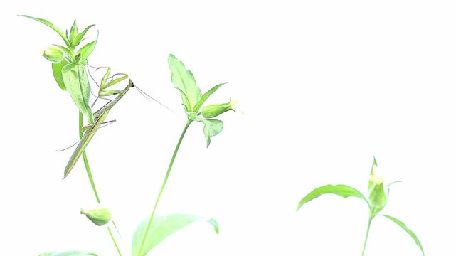 The care of praying mantis (Mantis religiosa)