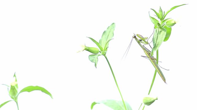The European mantis among the flowers (Mantis religiosa) 