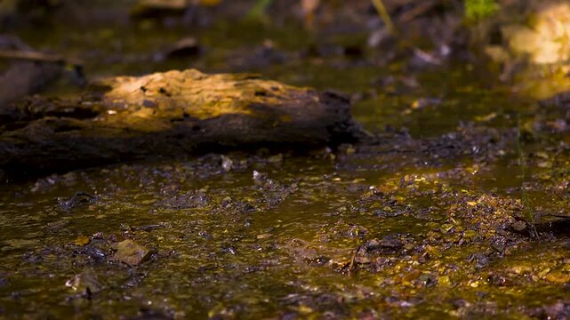 Close up of athlete running through shallow stream