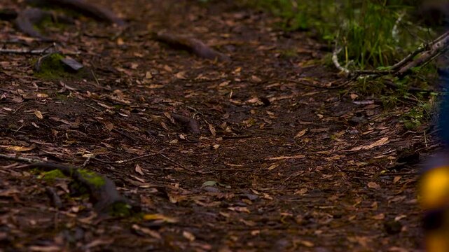 Close up of athletes feet running in the forest