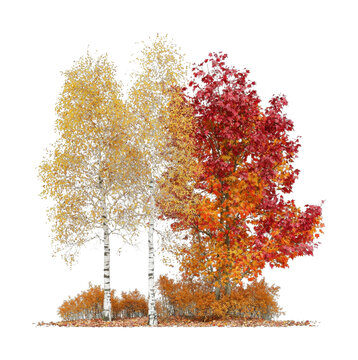 PNG Autumn birch trees with vibrant red and golden foliage