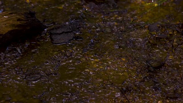 Close up of athletes foot running in a puddle