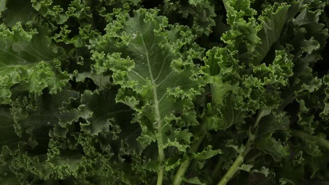 fresh organic kale leaves background top view zoom