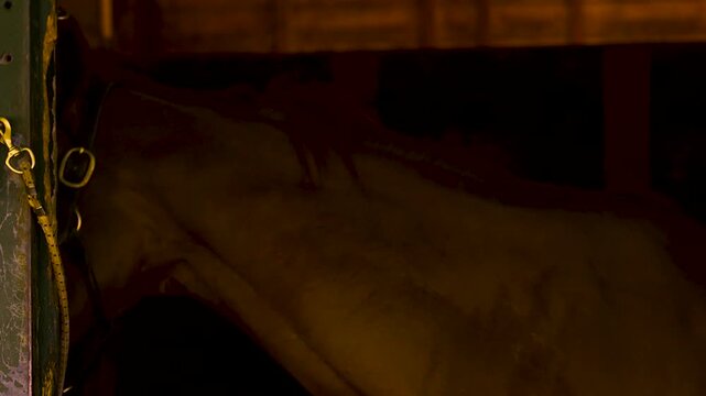 Close up of brown horse in barn stall