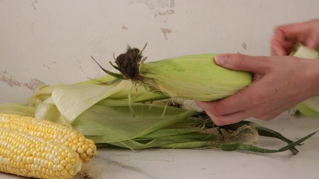 hands peeling husk corn cob fresh preparing food