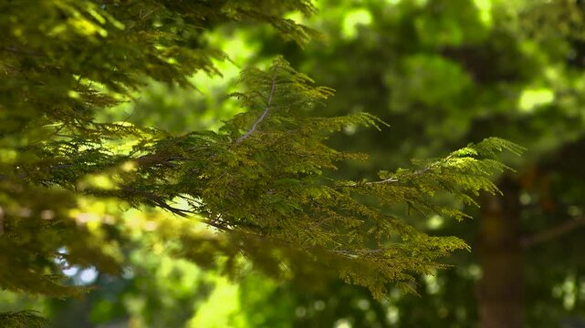 Close up of branches of a tree swaying in the wind