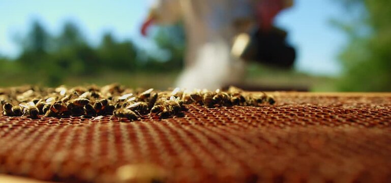 Bees on Honeycomb Frame During Hive Inspection, Detailed Macro Shot, This detailed macro shot focuses on bees working diligently around honeycombs during an inspection