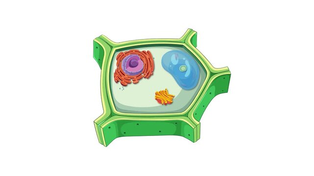 Animation of plant cell structure with organelle labels appearing on white background.